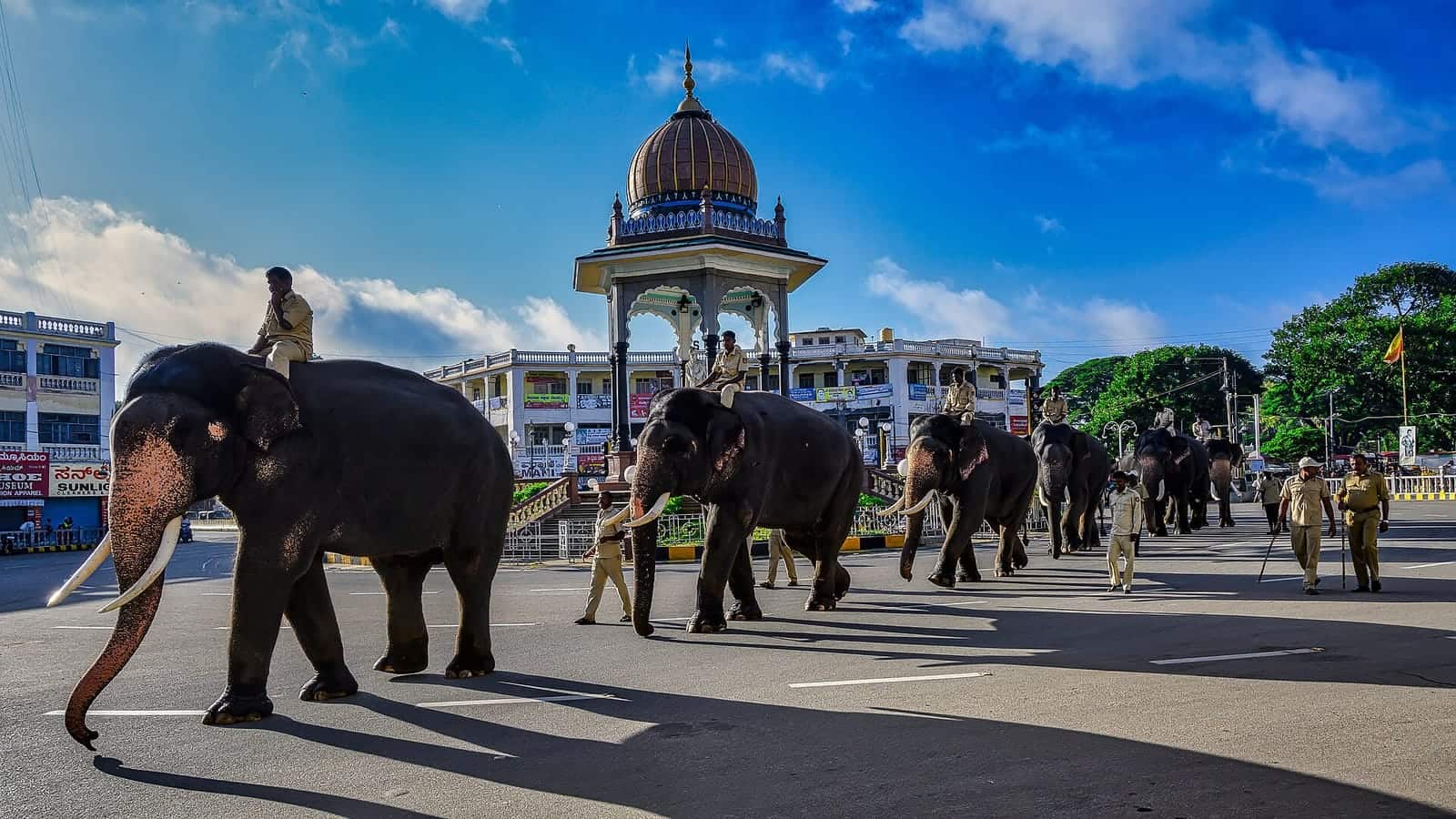 Elephants walking past KR Circle in Mysuru