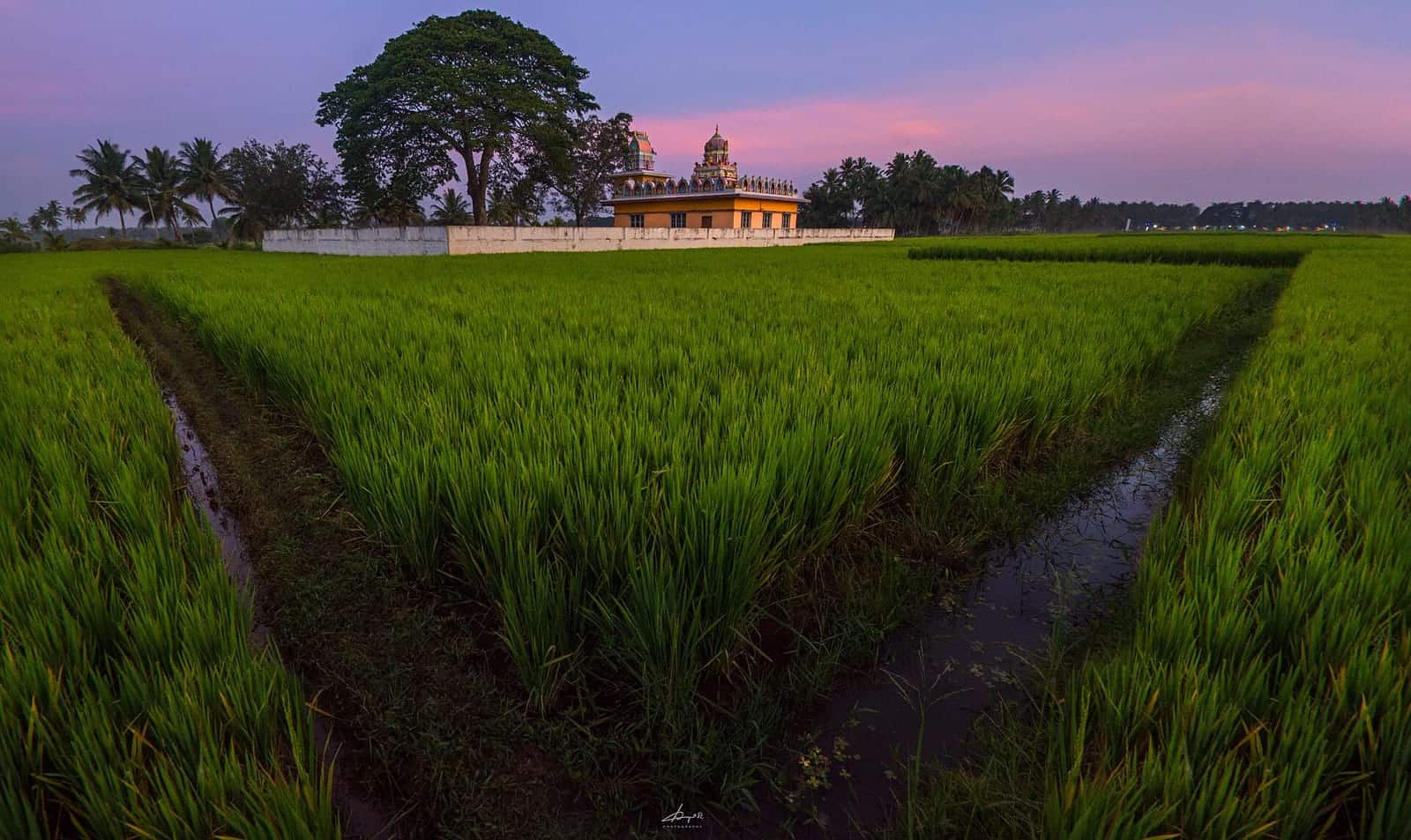 Green paddy fields near Srirangapatna at dusk