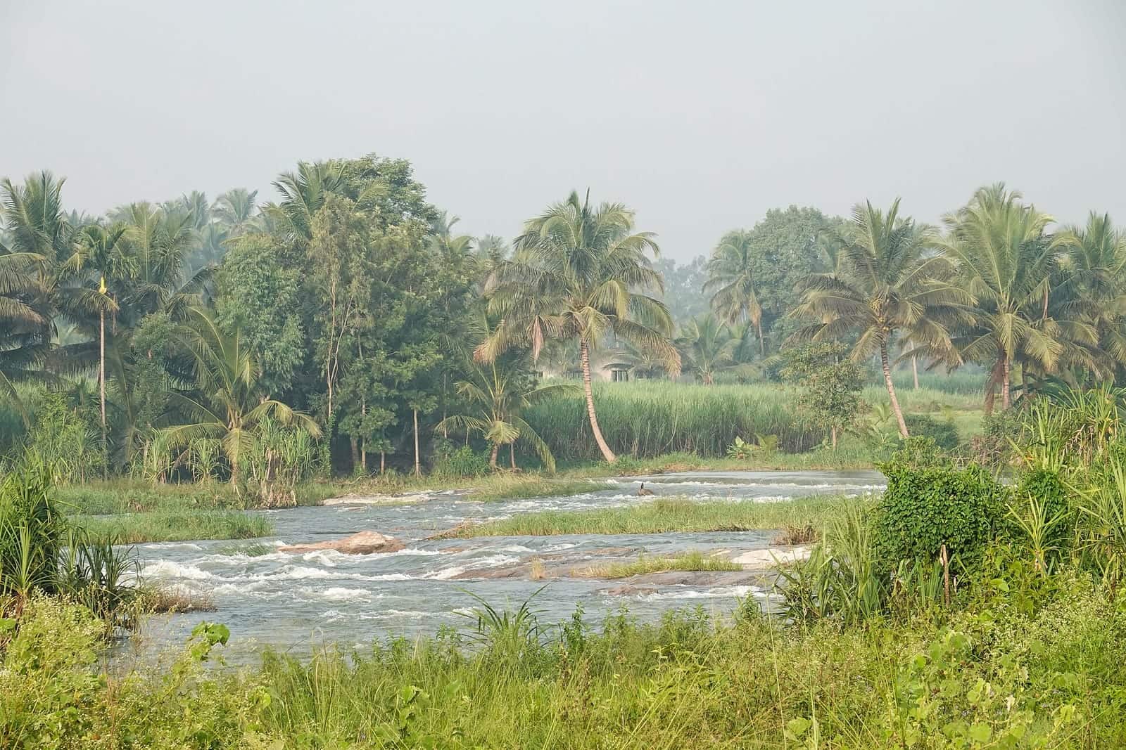 The Kaveri river flowing past green banks at Srirangapatna