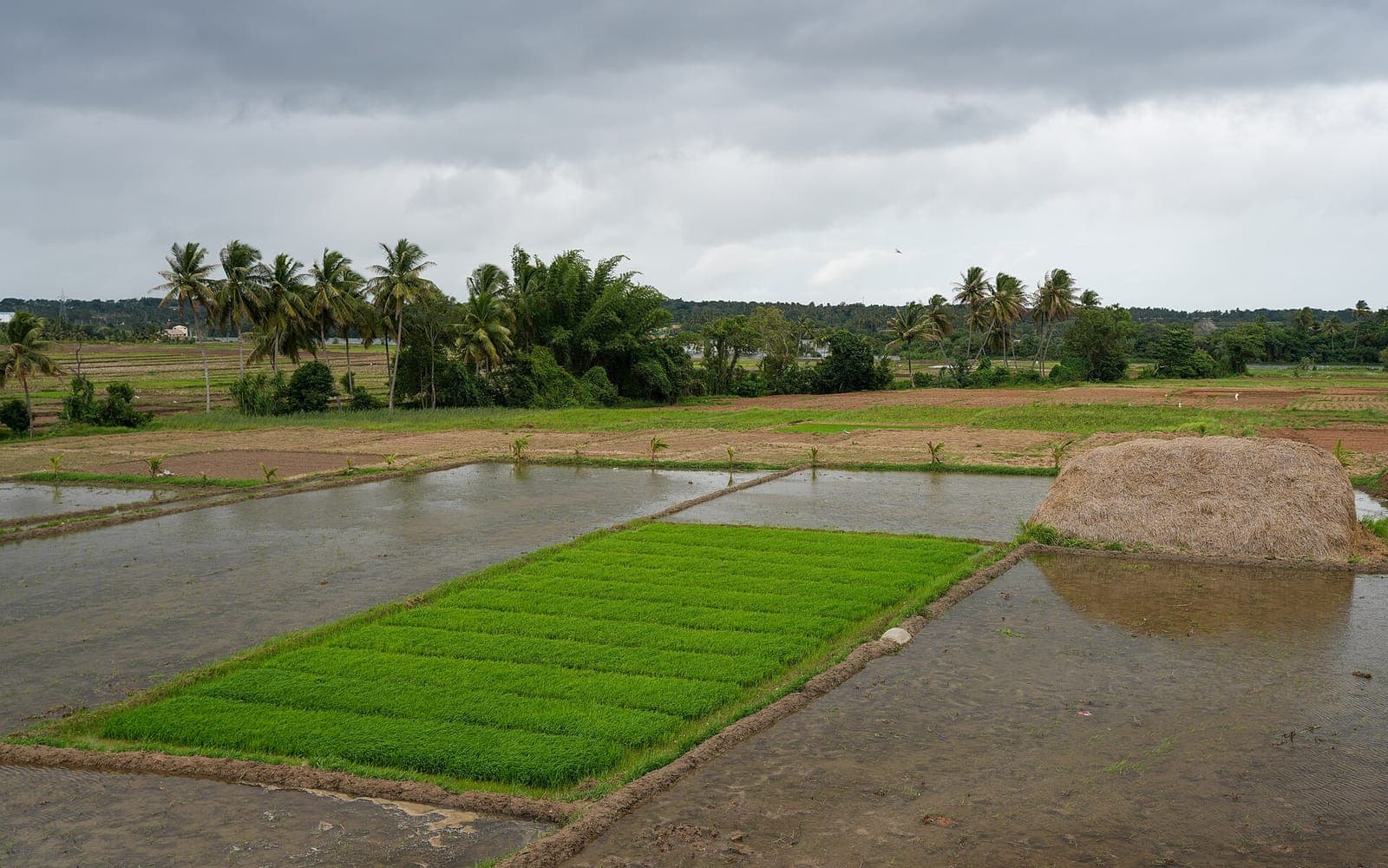 Rows of paddy seedlings in a field in Mandya district